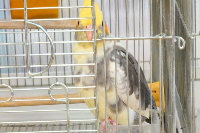 オカメインコ