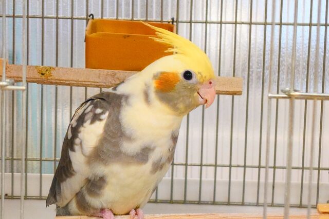 オカメインコ