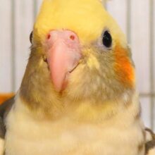 期待に応えるとモレナクーー　微笑みと癒しのダブルプレゼントっ　オカメインコ　パイド～～