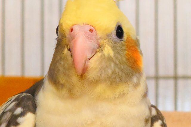期待に応えるとモレナクーー　微笑みと癒しのダブルプレゼントっ　オカメインコ　パイド～～