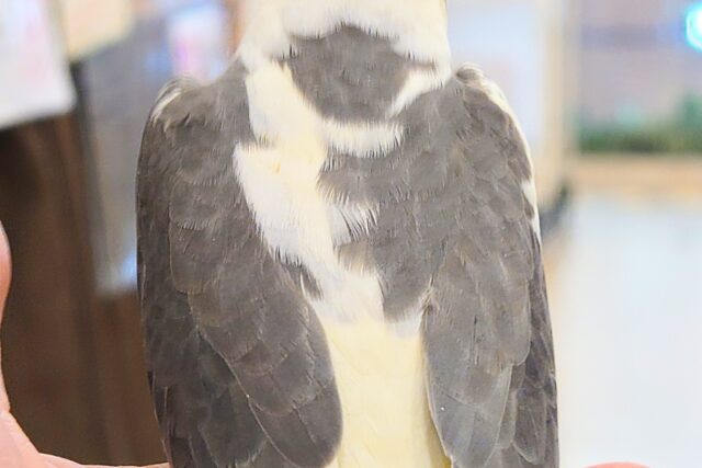 オカメインコ