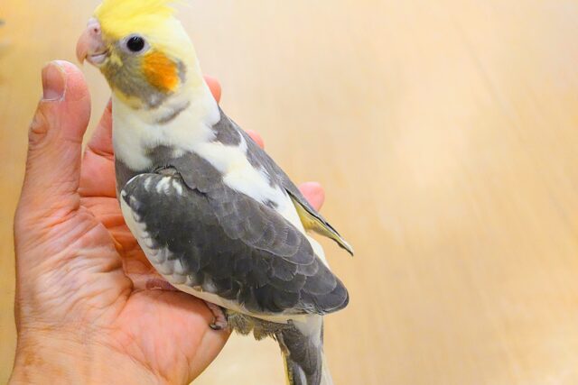 オカメインコ
