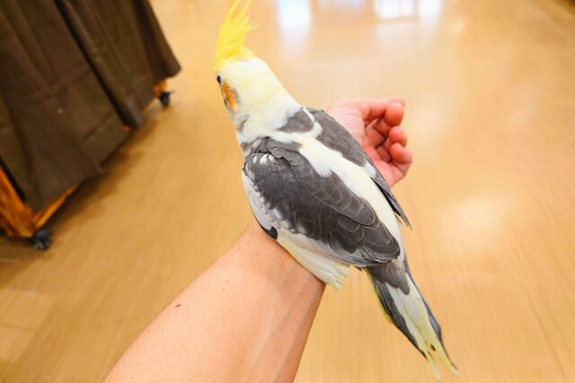 オカメインコ