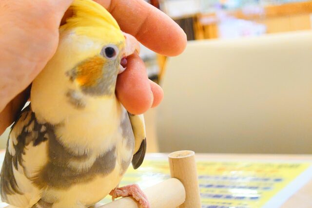 オカメインコ