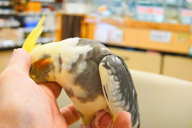 オカメインコ