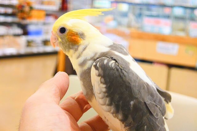 オカメインコ