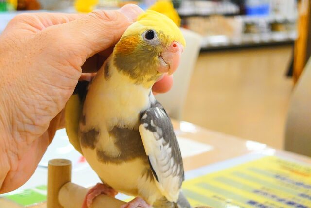 オカメインコ