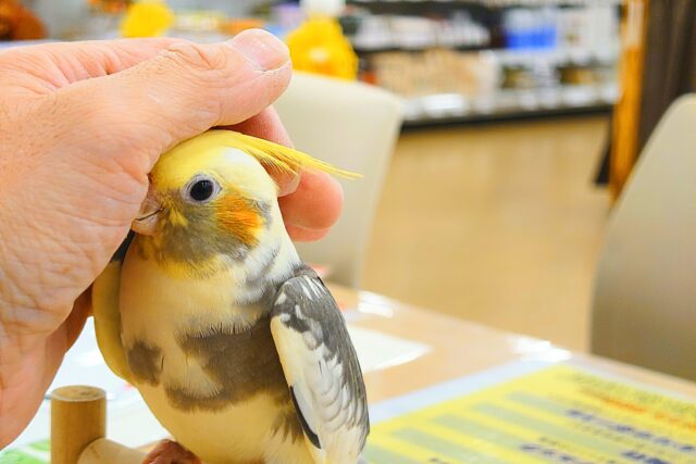 オカメインコ