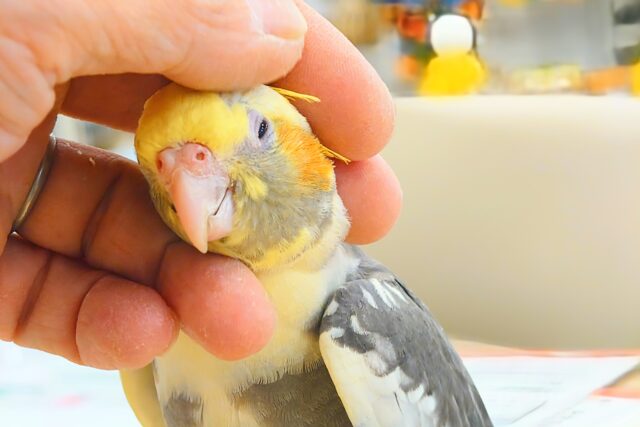 オカメインコ