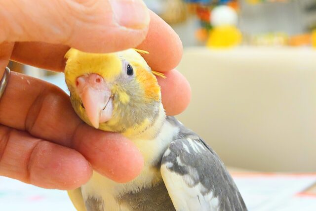 オカメインコ