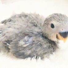 大きくなったら遊んでほしいなっ　て思うきょうこの頃～　コザクラインコ　モーブ～～