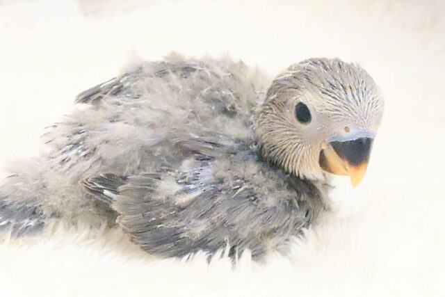 大きくなったら遊んでほしいなっ　て思うきょうこの頃～　コザクラインコ　モーブ～～