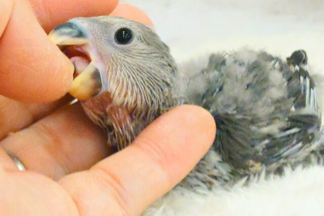 コザクラインコ（小桜インコ）
