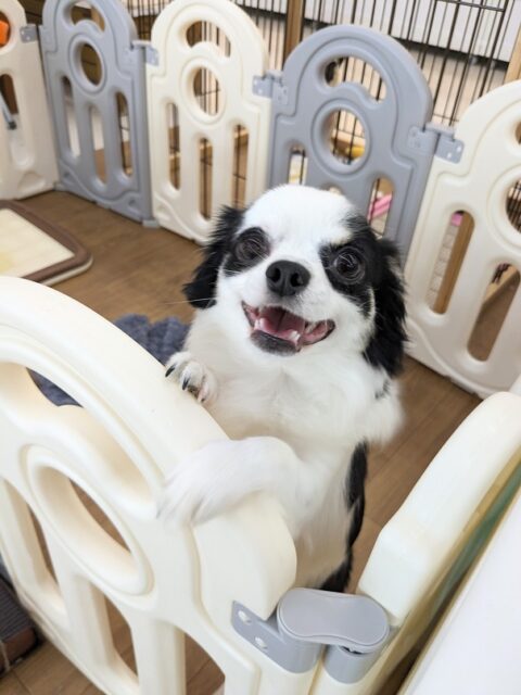 最新画像更新☆新たなるパンダマン登場!!　ハーフ犬（Ｍダックス×チワワ）の男のコ　2025.4/28撮影