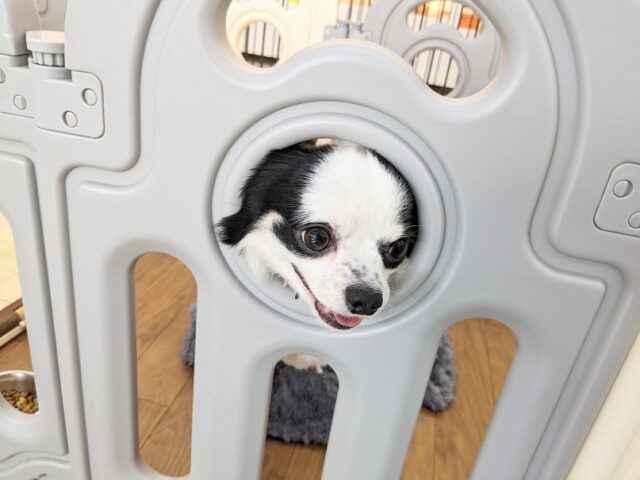 チワックス