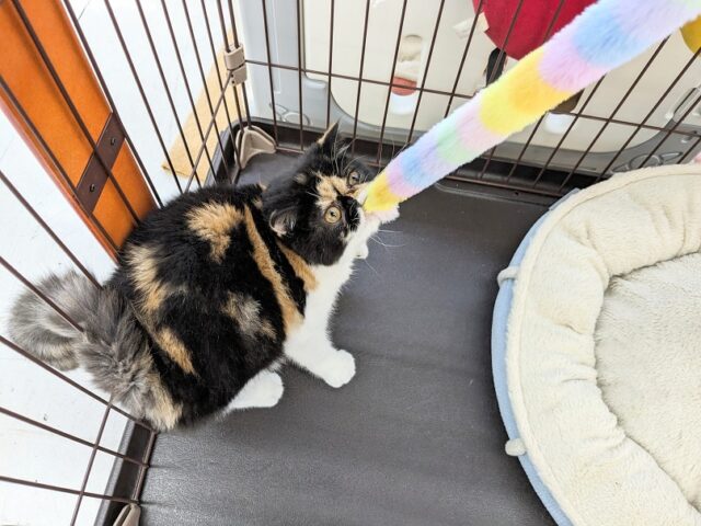 エキゾチック