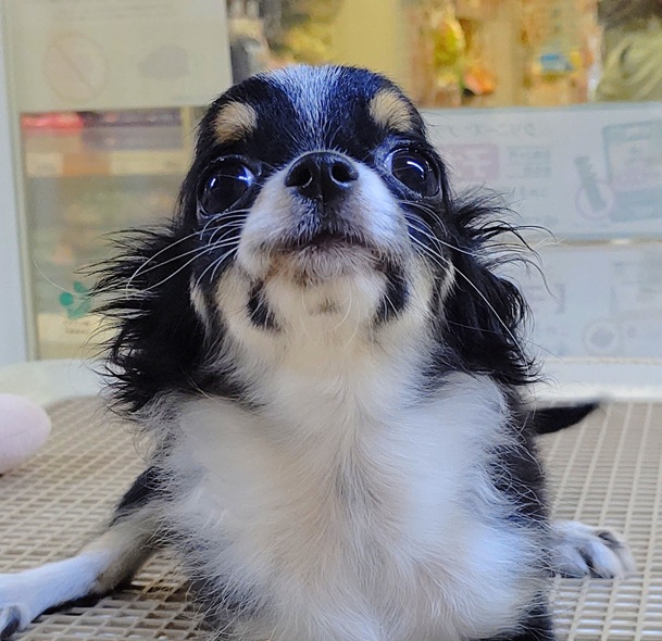 チワワ