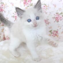 イケメン♡ラグドールくん　2025年2月15日生まれ　男の子