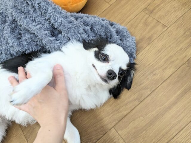 チワックス