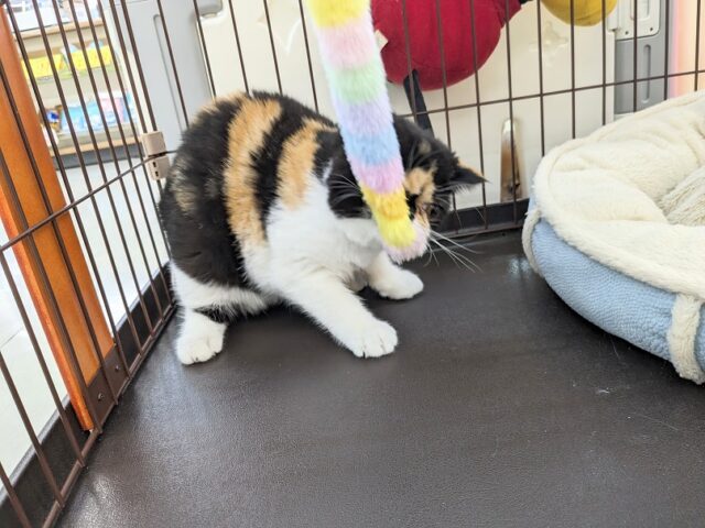エキゾチック