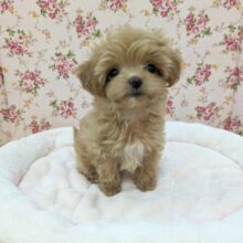 激カワ天使降臨✨ハーフ犬（チワワ×トイプードル）の女のコ　2025.4/18撮影