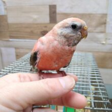 最新画像・動画あります🌹濃いピンクが綺麗で美しい〜🤩アキクサインコのローズ🌹