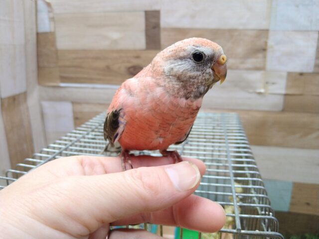 最新画像・動画あります🌹濃いピンクが綺麗で美しい〜🤩アキクサインコのローズ🌹