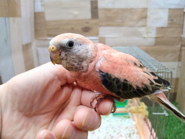 アキクサインコ（秋草インコ）