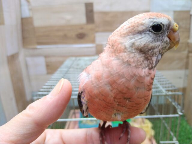 アキクサインコ（秋草インコ）