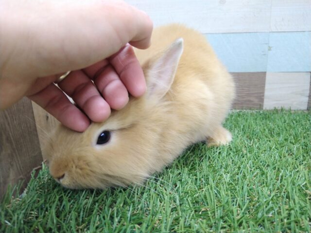 ライオンラビット
