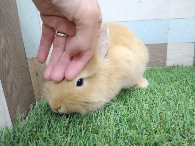 ライオンラビット