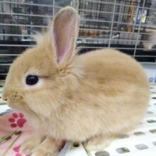 最新画像あります！ふわもふ〜💕構ってくださいな♪甘え上手なライオンラビット女の子🎀
