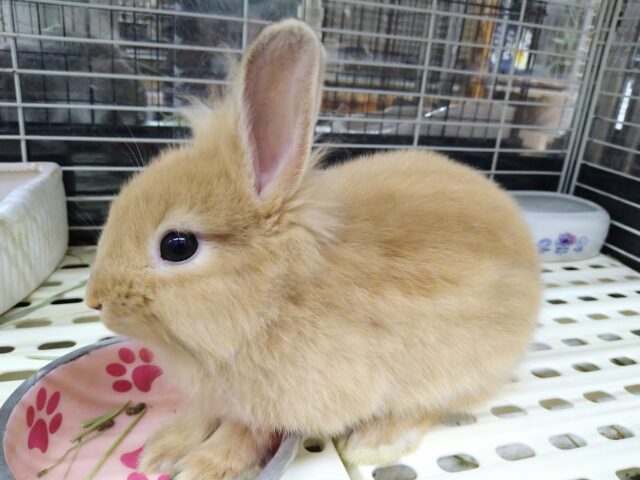 最新画像あります！ふわもふ〜💕構ってくださいな♪甘え上手なライオンラビット女の子🎀