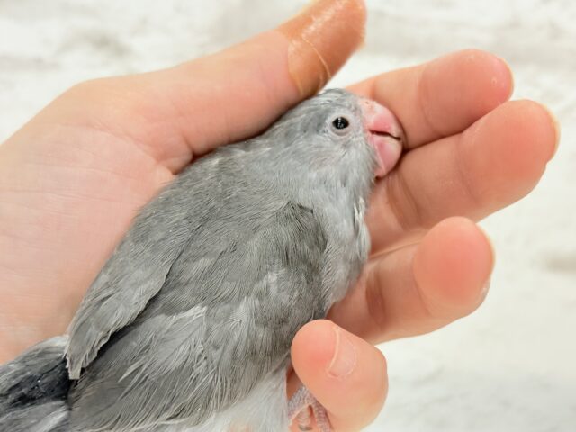 マメルリハ