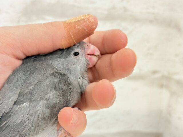 マメルリハ