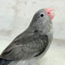 【最新画像更新🪄】かっこよくて、可愛くて、🐣💖マメルリハ(モーブ) ヒナ