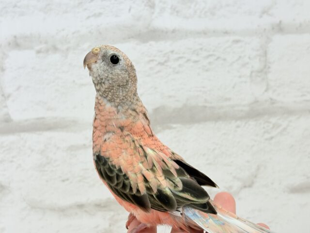 アキクサインコ（秋草インコ）