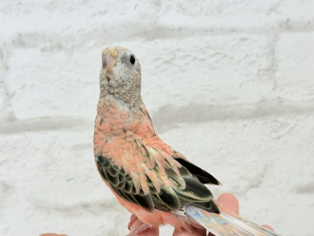 アキクサインコ（秋草インコ）