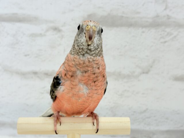 アキクサインコ（秋草インコ）