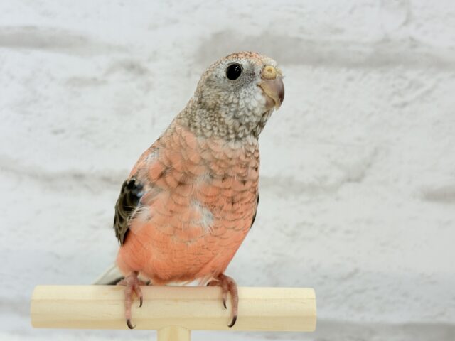 アキクサインコ（秋草インコ）
