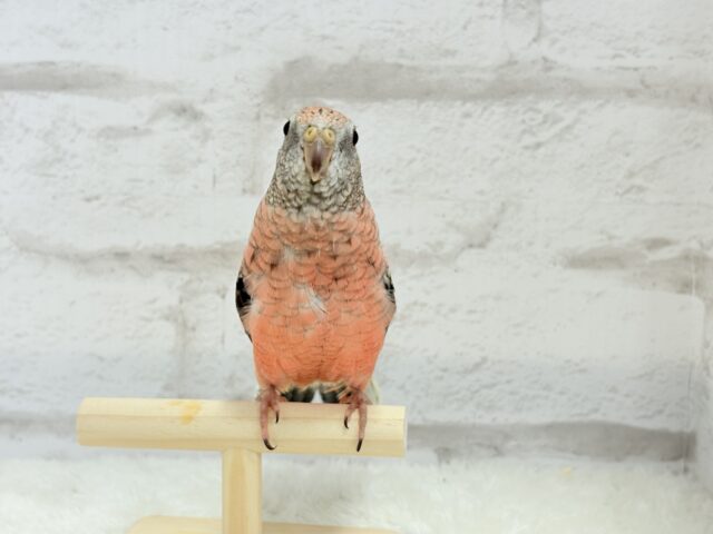 アキクサインコ（秋草インコ）
