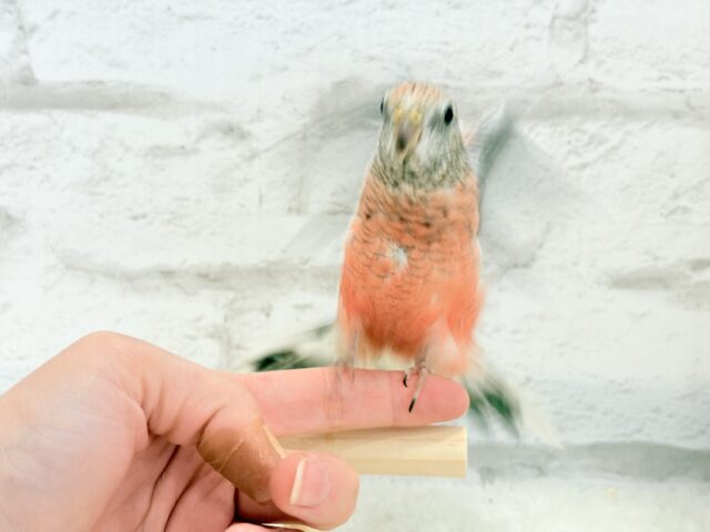 アキクサインコ（秋草インコ）