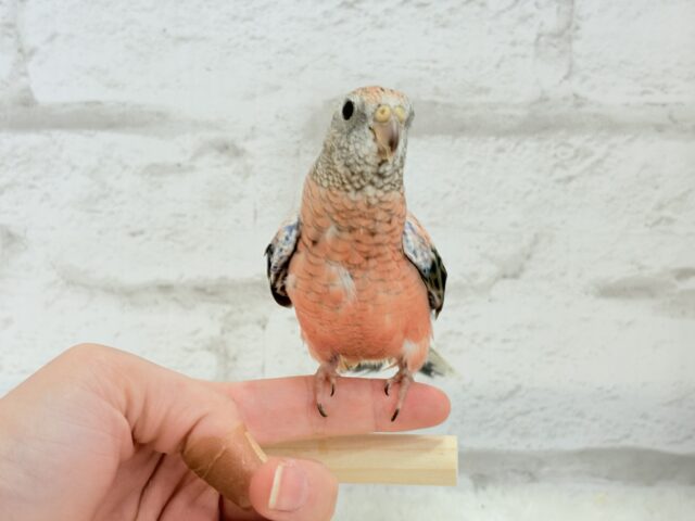 アキクサインコ（秋草インコ）
