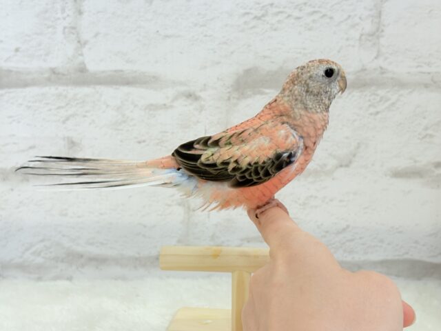 アキクサインコ（秋草インコ）
