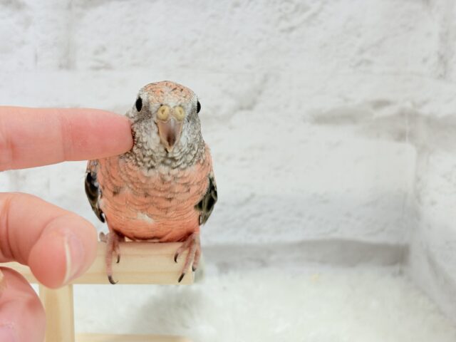 アキクサインコ（秋草インコ）