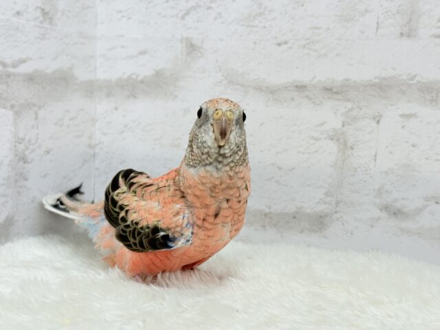 アキクサインコ（秋草インコ）