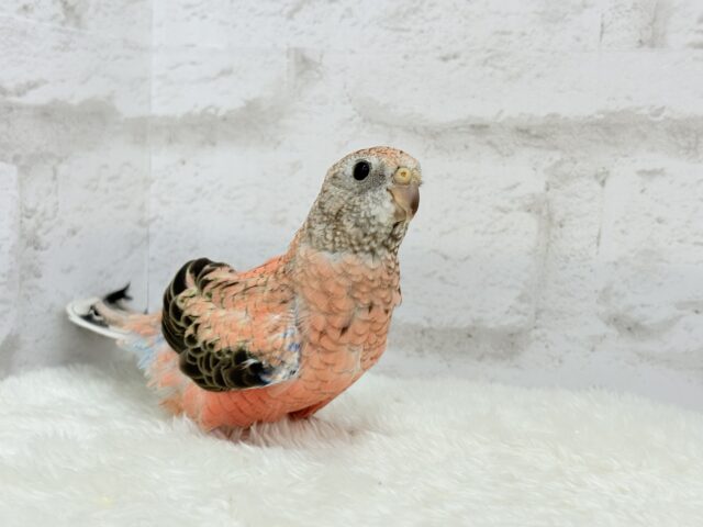 アキクサインコ（秋草インコ）