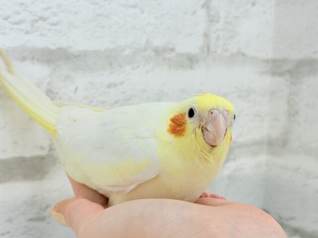 オカメインコ