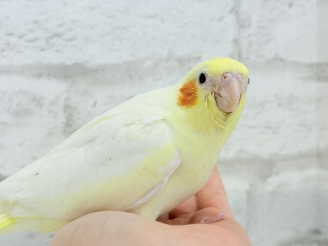 オカメインコ