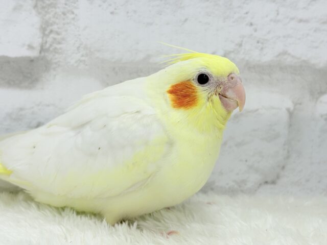 オカメインコ